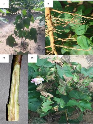 Diversity and temporal distribution of Fusarium oxysporum f. sp. vasinfectum races and genotypes as influenced by Gossypium cultivar